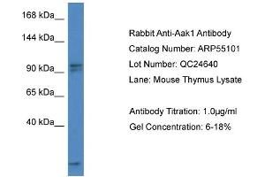 Western Blotting (WB) image for anti-AP2 associated kinase 1 (AAK1) (C-Term) antibody (ABIN2786056) (AAK1 Antikörper  (C-Term))