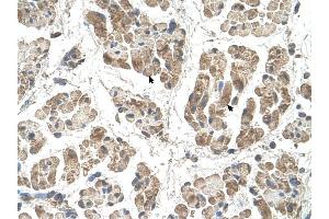 SSR2 antibody was used for immunohistochemistry at a concentration of 4-8 ug/ml to stain Skeletal muscle cells (arrows) in Human Muscle. (SSR2 Antikörper)