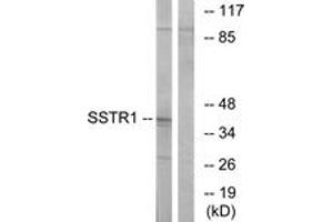 Western blot analysis of extracts from COS7 cells, using SSTR1 Antibody.