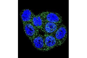 Confocal immunofluorescent analysis of GSTP1 Antibody (C-term) (ABIN389478 and ABIN2839540) with Hela cell followed by Alexa Fluor 488-conjugated goat anti-rabbit lgG (green). (GSTP1 Antikörper  (C-Term))