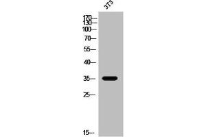 OR2W3 Antikörper  (Internal Region)
