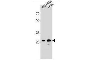 DHRS4L1 Antibody (C-term) western blot analysis in NCI-H460,A549 cell line lysates (35µg/lane). (DHRS4L1 Antikörper  (C-Term))