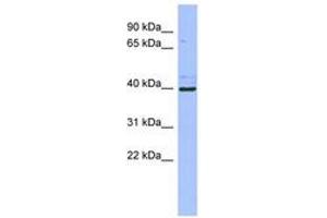 Image no. 1 for anti-Zinc Finger Protein 42 (ZFP42) (C-Term) antibody (ABIN6742932) (ZFP42 Antikörper  (C-Term))