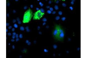 Immunofluorescence (IF) image for anti-Dipeptidyl-Peptidase 9 (DPP9) antibody (ABIN1497896) (DPP9 Antikörper)