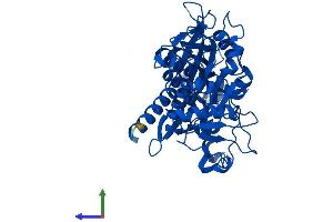 Protein Structure (PS) image for Aspartyl Aminopeptidase (DNPEP) (AA 1-473) protein (His tag) (ABIN7556449)