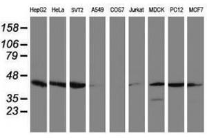 Image no. 3 for anti-Crystallin, Zeta, Homolog antibody (ABIN1497656) (CRYZL1 Antikörper)
