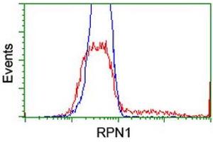 HEK293T cells transfected with either RC201554 overexpress plasmid (Red) or empty vector control plasmid (Blue) were immunostained by anti-RPN1 antibody (ABIN2455097), and then analyzed by flow cytometry.