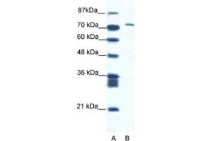 Western Blotting (WB) image for anti-Mastermind-Like Domain Containing 1 (MAMLD1) antibody (ABIN2460898)