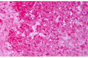 Anti-HSP90 / Heat Shock Protein 90 antibody IHC staining of human tonsil, germinal center.