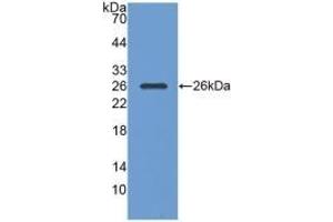 Detection of Recombinant PGA, Human using Monoclonal Antibody to Pepsinogen A (PGA) (Pepsinogen A Antikörper  (AA 63-295))