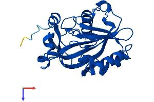 IDI1 Protein (AA 1-227) (His tag)