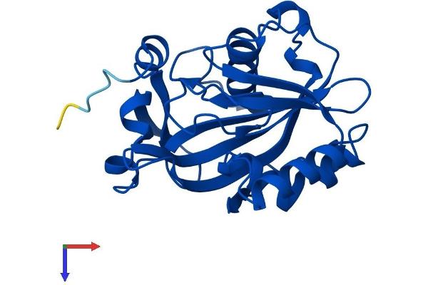 IDI1 Protein (AA 1-227) (His tag)
