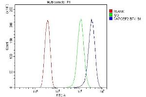 Flow Cytometry analysis of HELA cells using anti-RAPGEF2 antibody (ABIN7599891). (RAPGEF2 Antikörper  (AA 1266-1499))