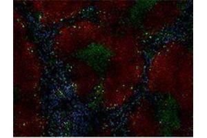 Immunofluorescence (IF) image for anti-CD38 antibody (Alexa Fluor 647) (ABIN2657771) (CD38 Antikörper  (Alexa Fluor 647))