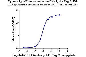 Immobilized Cynomolgus/Rhesus macaque DKK1, His Tag at 0. (DKK1 Protein (AA 32-266) (His tag))