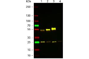 Western Blot of ATTO 594 Rabbit Anti-Mouse IgG (gamma 1, 2a, 2b, 3) secondary antibody. (Kaninchen anti-Maus IgG Antikörper (Atto 594) - Preadsorbed)
