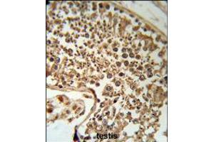 SERPINH1 Antibody (RB18953) IHC analysis in formalin fixed and paraffin embedded human testis tissue followed by peroxidase conjugation of the secondary antibody and DAB staining. (SERPINH1 Antikörper  (C-Term))