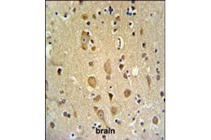 APITD1 Antibody IHC analysis in formalin fixed and paraffin embedded brain tissue followed by peroxidase conjugation of the secondary antibody and DAB staining. (APITD1 Antikörper  (AA 48-74))