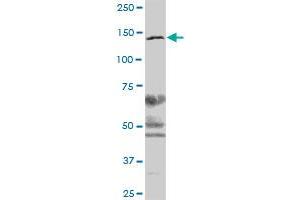 CSPG6 MaxPab polyclonal antibody. (SMC3 Antikörper  (AA 1-1217))