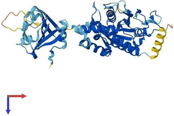 IFI44 Protein (AA 1-444) (His tag)
