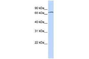 ZNF768 antibody used at 0. (ZNF768 Antikörper  (N-Term))