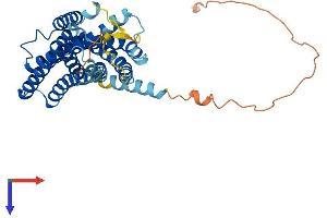 GPR4 Protein (AA 1-365) (His tag)