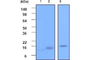 Western Blotting (WB) image for anti-Vesicle-Associated Membrane Protein 2 (Synaptobrevin 2) (VAMP2) (AA 1-89), (N-Term) antibody (ABIN317061)