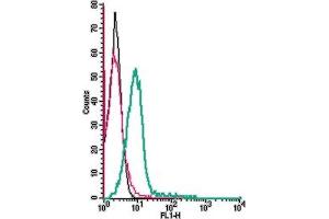 anti-Chemokine (C-C Motif) Receptor 9 (CCR9) (AA 205-218), (Extracellular) antibody