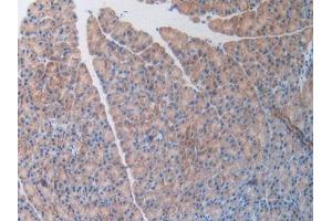 DAB staining on IHC-P; Samples: Mouse Pancreas Tissue (OCEL1 Antikörper  (AA 1-86))
