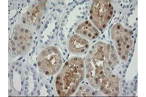 Immunohistochemical staining of paraffin-embedded Human Kidney tissue using anti-NDEL1 mouse monoclonal antibody. (NDEL1 Antikörper)