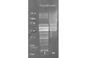 Goat anti Glucoamylase antibody ( was used to detect purified glucoamylase under reducing (R) and non-reducing (NR) conditions. (Glucoamylase Antikörper  (HRP))