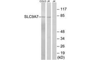Western blot analysis of extracts from Jurkat/COLO cells, using SLC9A7 Antibody.