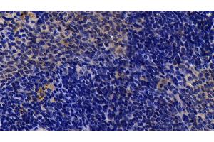 Detection of Bid in Rat Spleen Tissue using Polyclonal Antibody to BH3 Interacting Domain Death Agonist (Bid) (BID Antikörper  (AA 1-195))