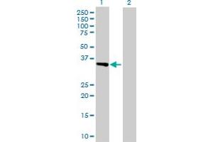 Western Blot analysis of ATF1 expression in transfected 293T cell line by ATF1 MaxPab polyclonal antibody.