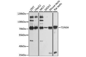 Western blot analysis of extracts of various cell lines, using TDRKH antibody. (TDRKH Antikörper  (AA 36-355))