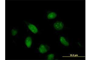 Immunofluorescence of purified MaxPab antibody to G10 on HeLa cell. (BUD31 Antikörper  (AA 1-144))