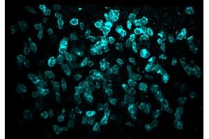 Immunofluorescence analysis of entire human tonsil tissue sample, optical cleared with BABB, using CD8 (3ALB177, 10 μg/mL) monoclonal LIMAAbody®, Alexa Fluor® 647 on Zeiss LS7.