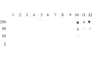Histone H3 acetyl Lys56 pAb tested by dot blot analysis.