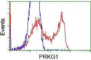 HEK293T cells transfected with either RC220986 overexpress plasmid (Red) or empty vector control plasmid (Blue) were immunostained by anti-PRKG1 antibody (ABIN2453516), and then analyzed by flow cytometry. (PRKG1 Antikörper)