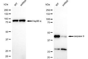 Western blotting analysis using caspase 9 antibody (ABIN7797912). (Rekombinanter Caspase 9 Antikörper)
