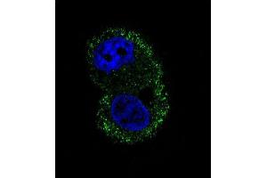 Confocal immunofluorescent analysis of ITA6 Antibody (ABIN658988 and ABIN2838034) with HepG2 cell followed by Alexa Fluor® 488-conjugated goat anti-mouse lgG (green). (ITGA6 Antikörper)