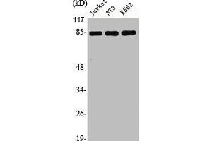 Western Blot analysis of Jurkat NIH-3T3 K562 cells using CUL-2 Polyclonal Antibody (Cullin 2 Antikörper  (C-Term))