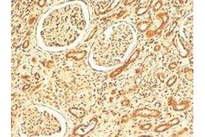 VPS41 polyclonal antibody  (4 ug/mL) staining of paraffin embedded human kidney.
