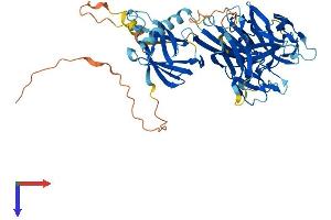 RBPJL Protein (AA 1-515) (His tag)