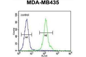 Flow cytometric analysis of MDA-MB435 cells using OR2L13 Antibody (C-term) Cat. (OR2L13 Antikörper  (C-Term))