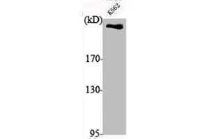 Western Blot analysis of K562 cells using DNA-PKCS Polyclonal Antibody (PRKDC Antikörper  (C-Term))