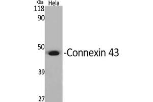 Western Blot analysis of various cells using Connexin 43 Polyclonal Antibody diluted at 1:2000. (Connexin 43/GJA1 Antikörper  (AA 310-390))