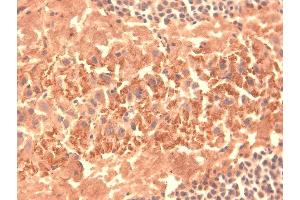 Immunohistochemistry analysis using Mouse Anti-HCN4 Monoclonal Antibody, Clone S114-10 .