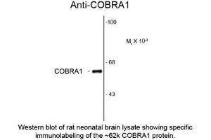 Image no. 1 for anti-Cofactor of BRCA1 (COBRA1) antibody (ABIN959404) (COBRA1 Antikörper)