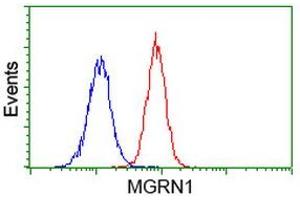 Image no. 3 for anti-Mahogunin, Ring Finger 1 (MGRN1) antibody (ABIN1499459) (Mahogunin RING Finger Protein 1 Antikörper)